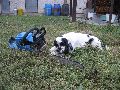 IMG_0665_.JPG